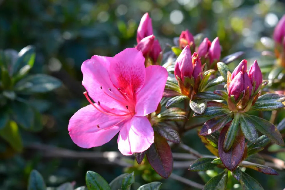 Autumn Amethyst™ Encore® Azalea