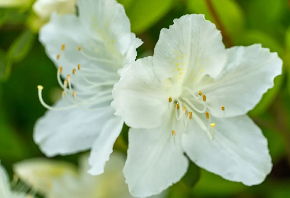 Autumn Angel® Encore® Azalea