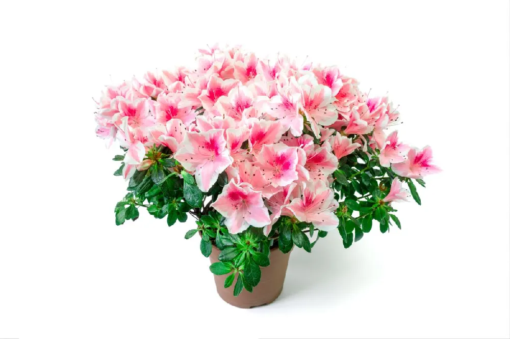 Autumn Belle™ Encore® Azalea Shrub