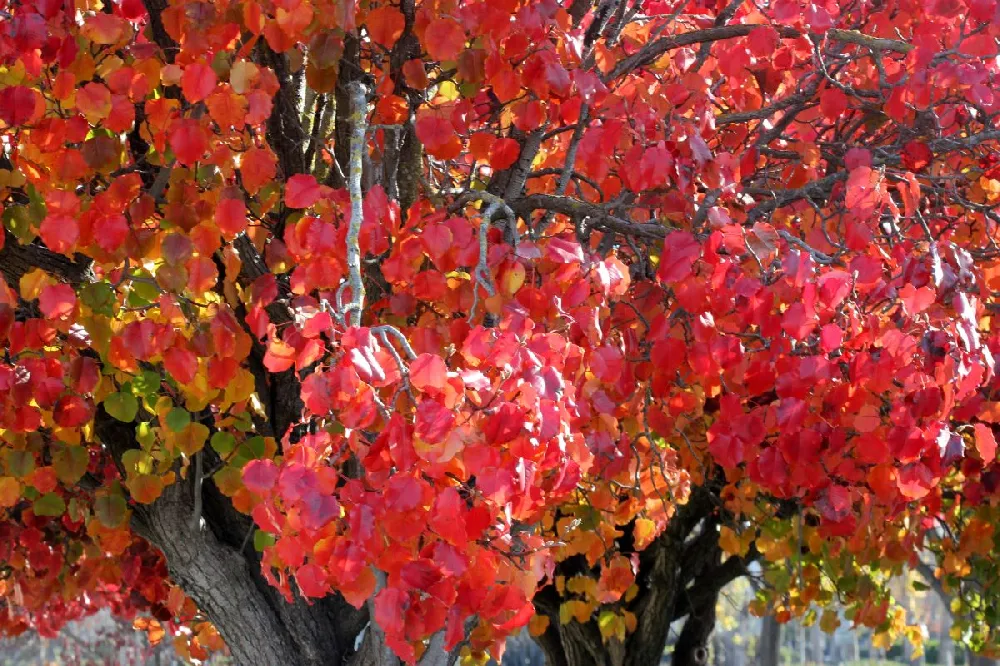 Autumn Blaze Flowering Pear Tree