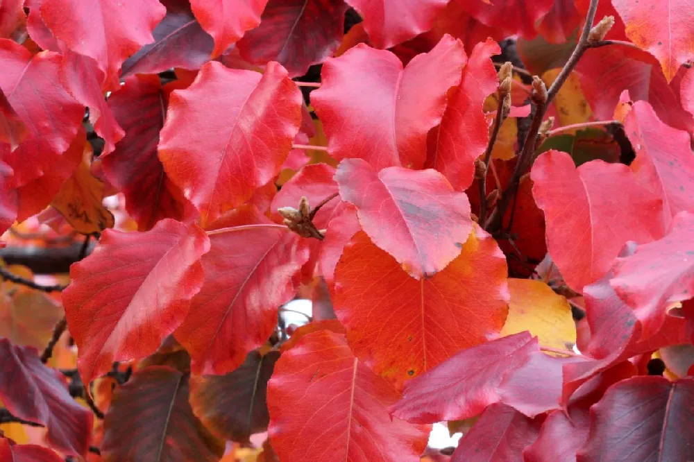 Autumn Blaze Flowering Pear Tree