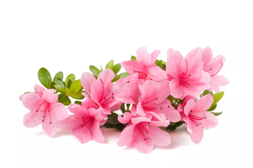 Autumn Debutante® Encore® Azalea