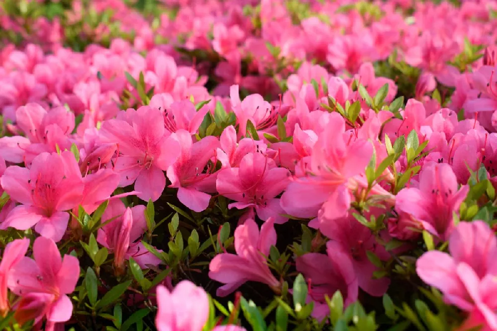 Autumn Debutante® Encore® Azalea