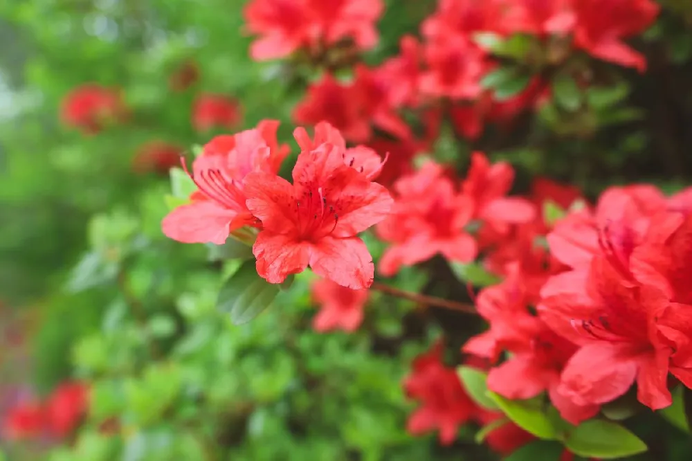 Autumn Embers™ Encore® Azalea