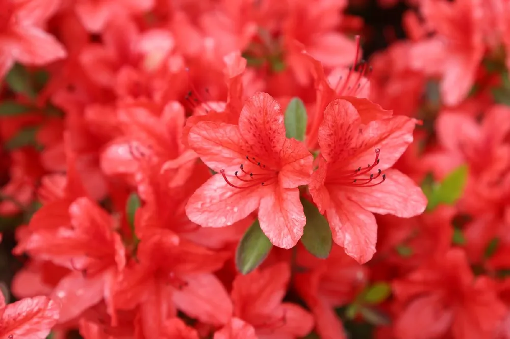 Autumn Embers™ Encore® Azalea