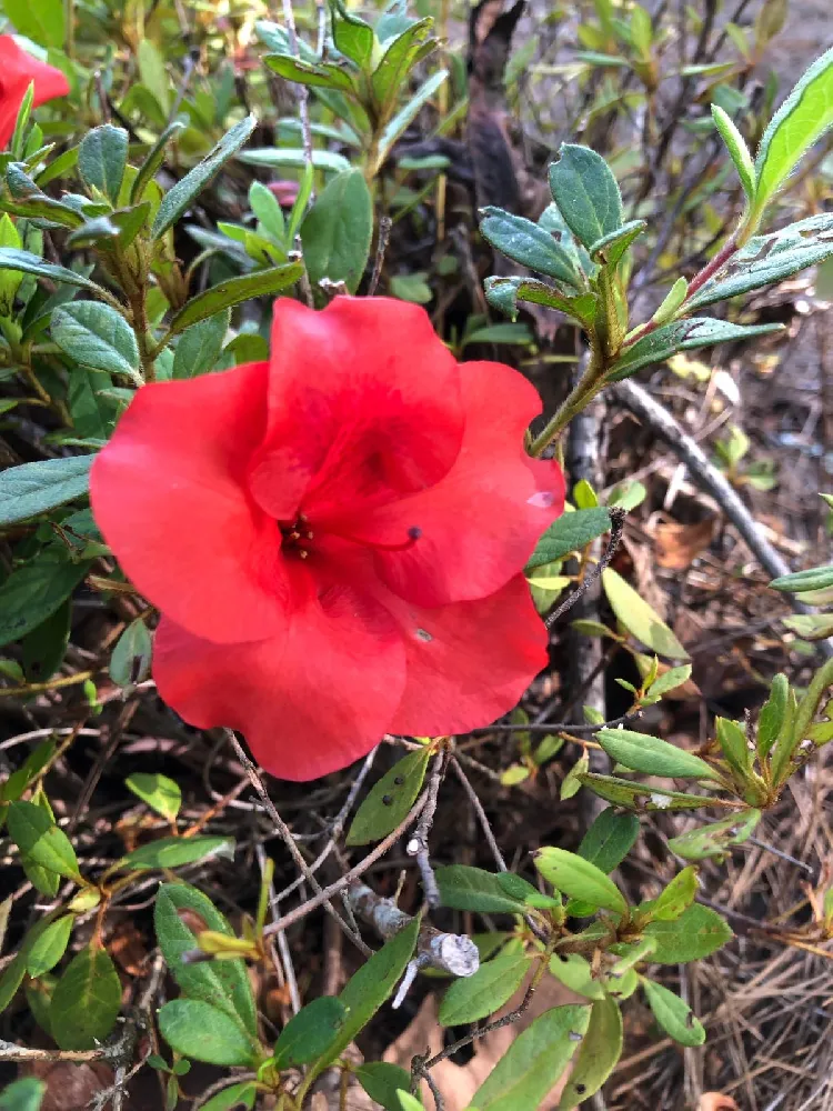 Autumn Fire™ Encore® Azalea Shrub