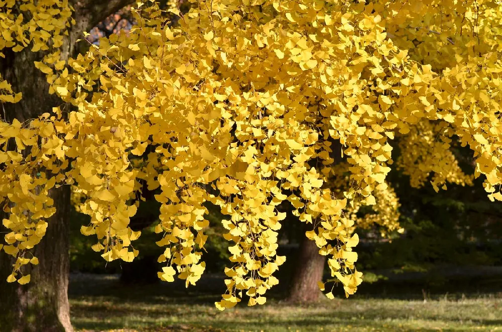 Autumn Gold Ginkgo Tree