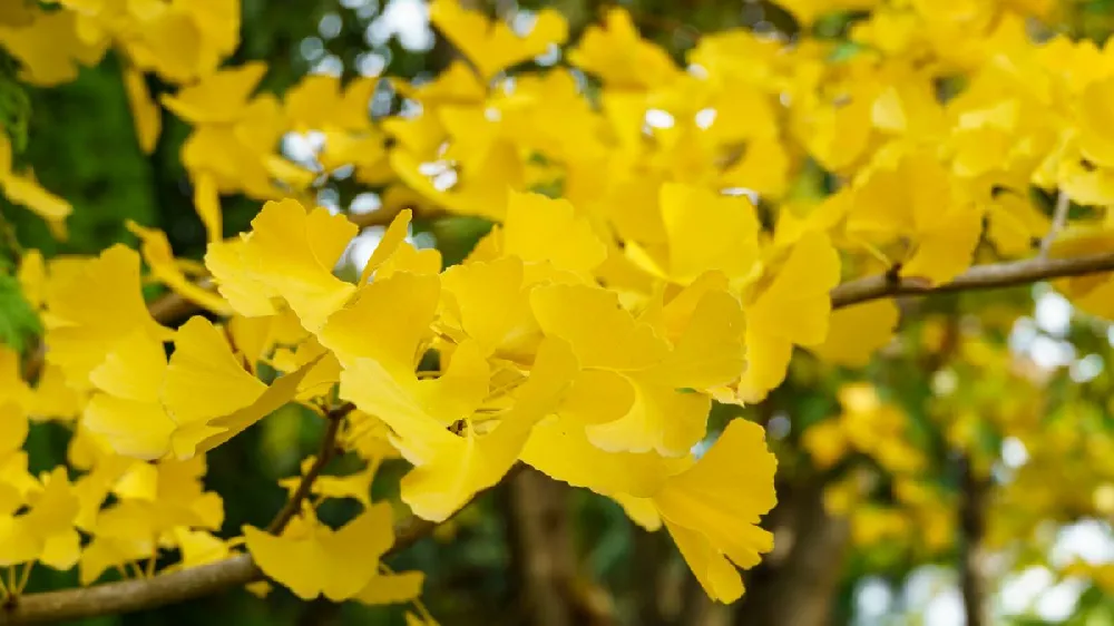 Autumn Gold Ginkgo Tree