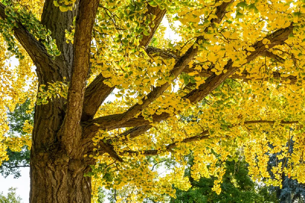 Autumn Gold Ginkgo Tree