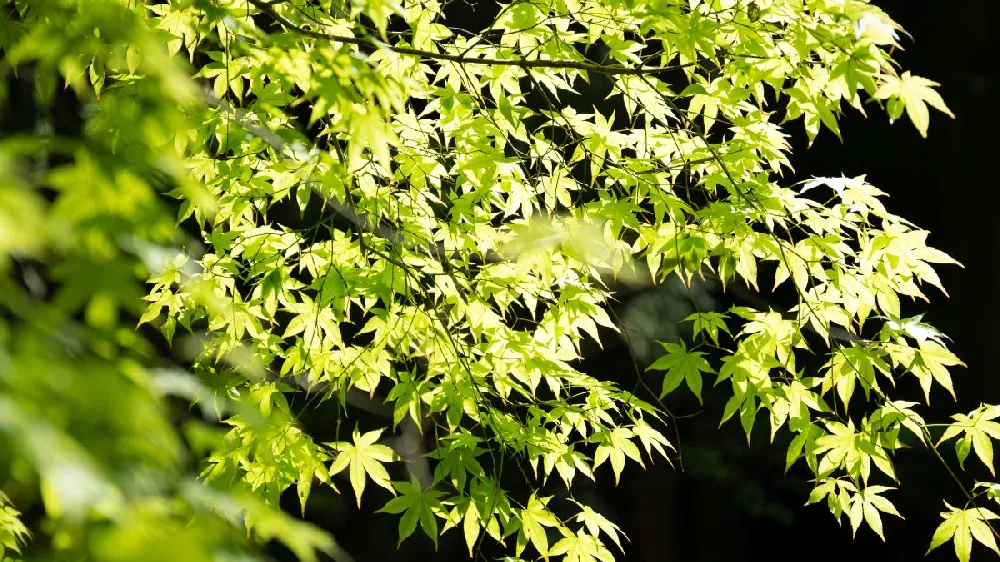 Autumn Moon Japanese Maple