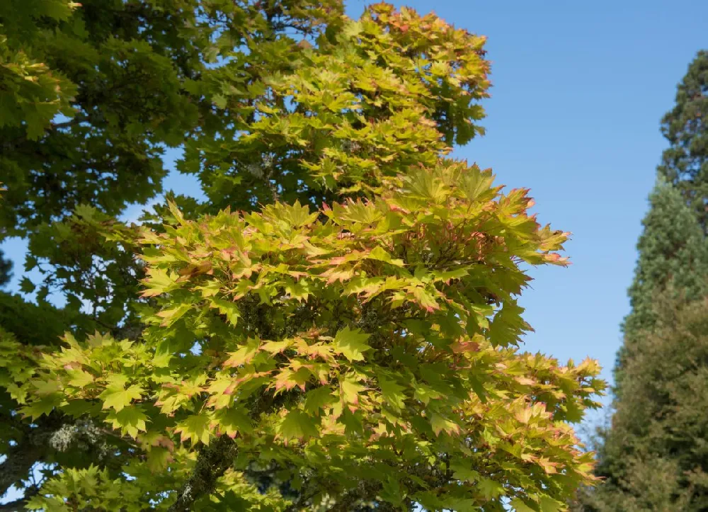 Autumn Moon Japanese Maple