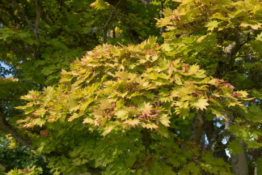 Autumn Moon Japanese Maple