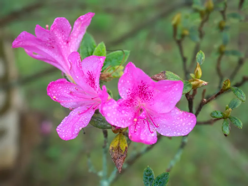 Autumn Royalty® Encore® Azalea