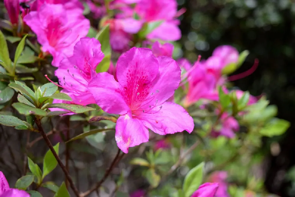 Autumn Royalty® Encore® Azalea