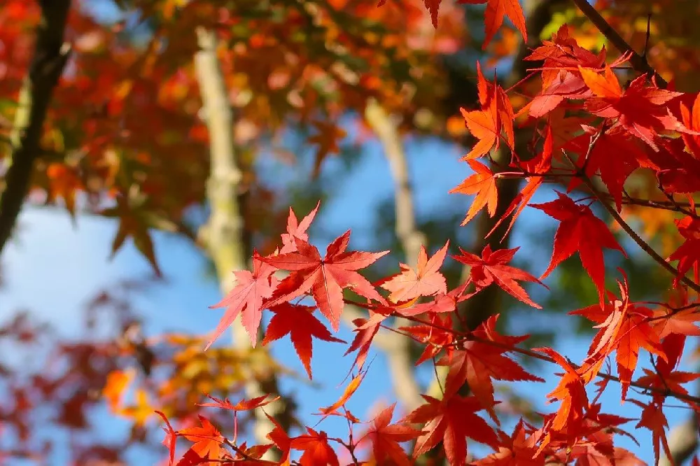 Autumn Blaze Red Maple Tree