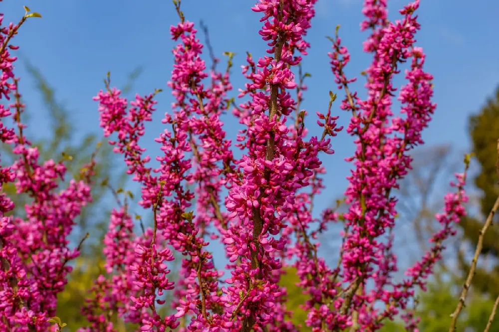 Avondale Redbud Tree