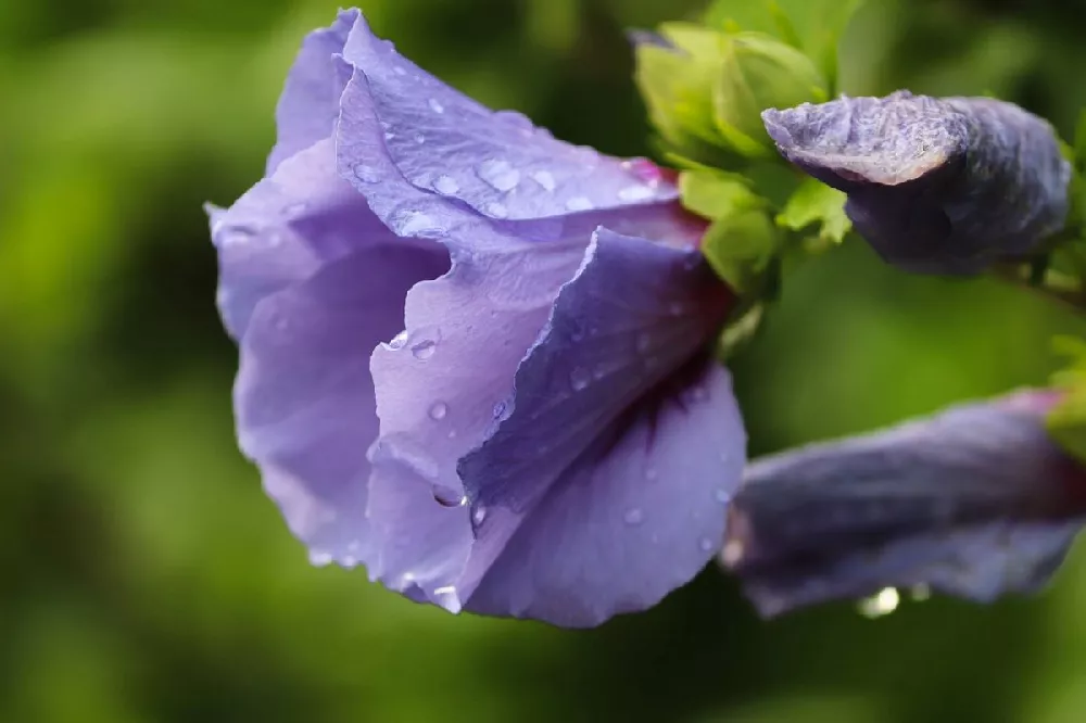 Azurri Blue Satin® Rose of Sharon Althea Tree