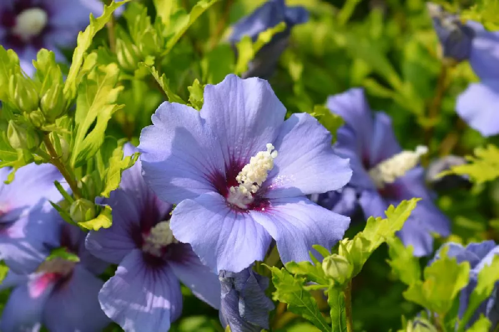 purple flowering shrubs bushes