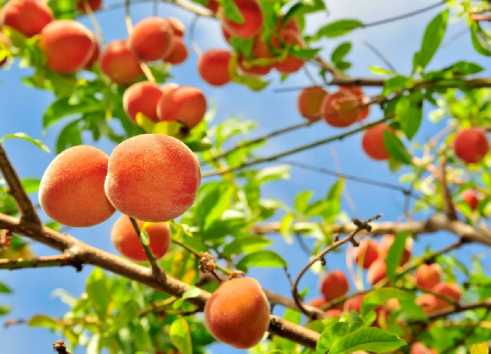 Babcock Peach Tree