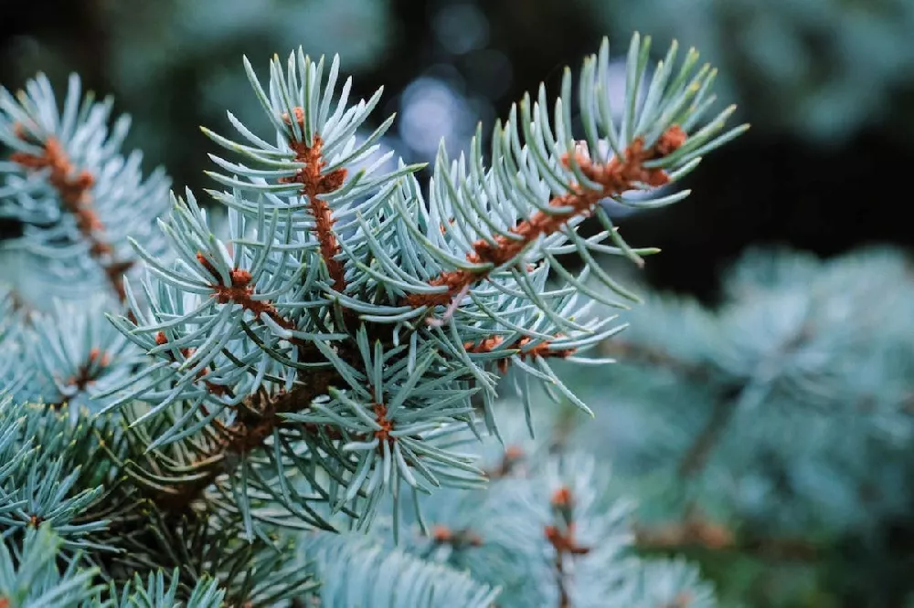 Baby Blue Spruce Tree