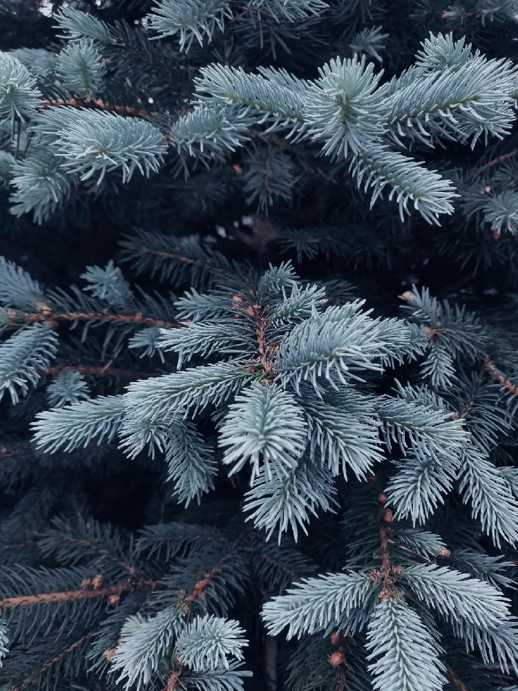 Baby Blue Spruce Tree