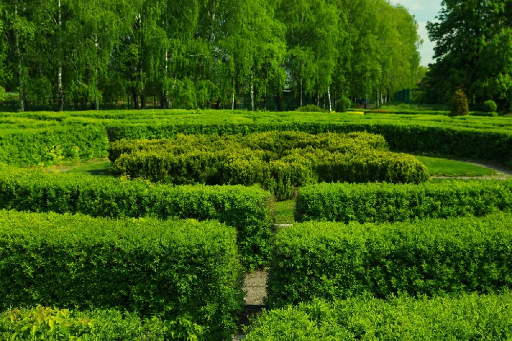 Baby Gem™ Boxwood Shrub