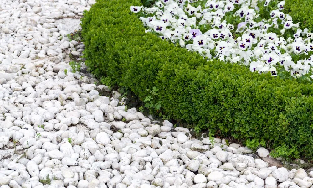 Baby Gem™ Boxwood Shrub