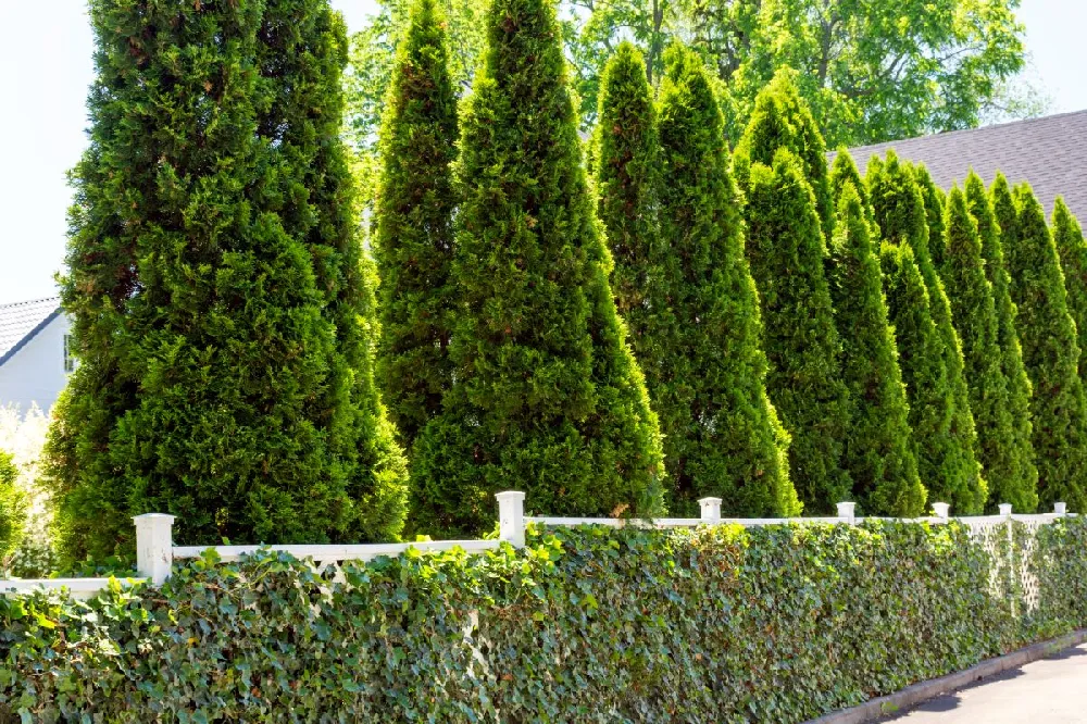 Baby Giant Arborvitae Tree