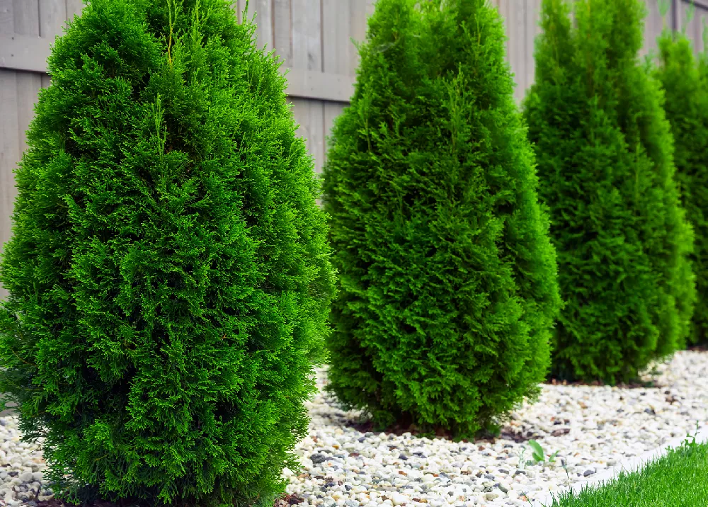 Baby Giant Arborvitae Tree