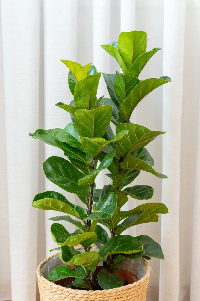 Bambino Fiddle Leaf Fig