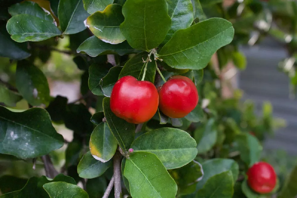 Barbados Cherry tree