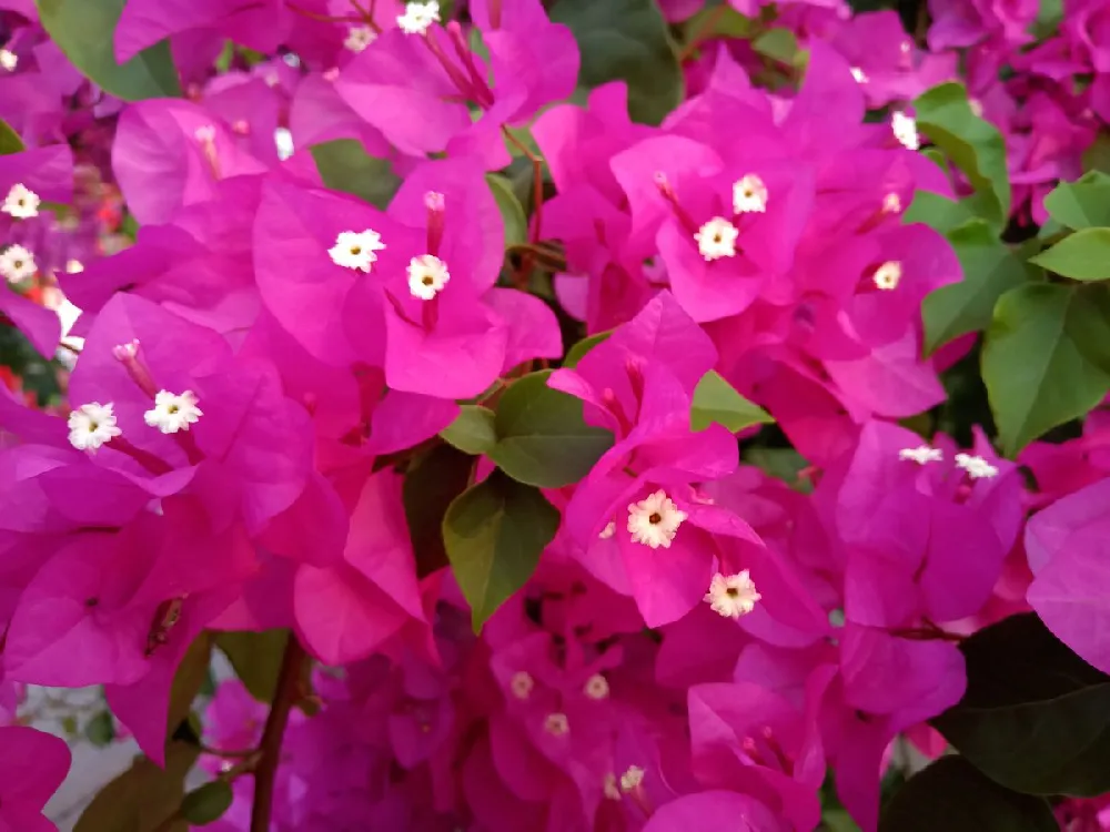 Barbara Karst Bougainvillea