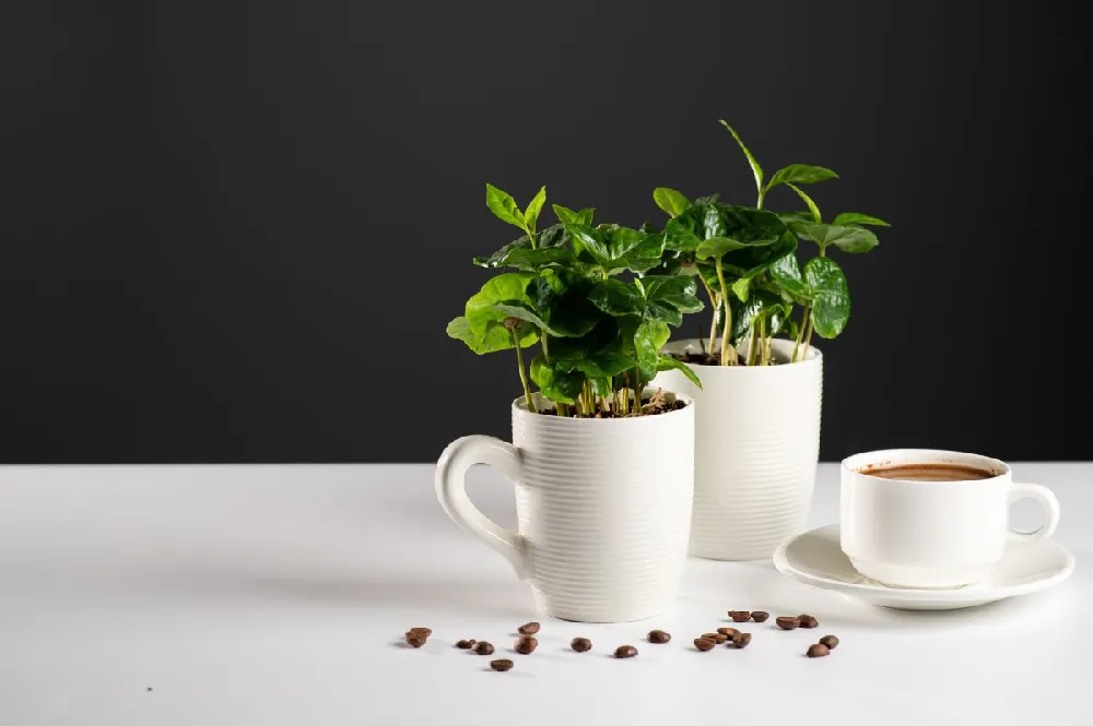 Barista Kit