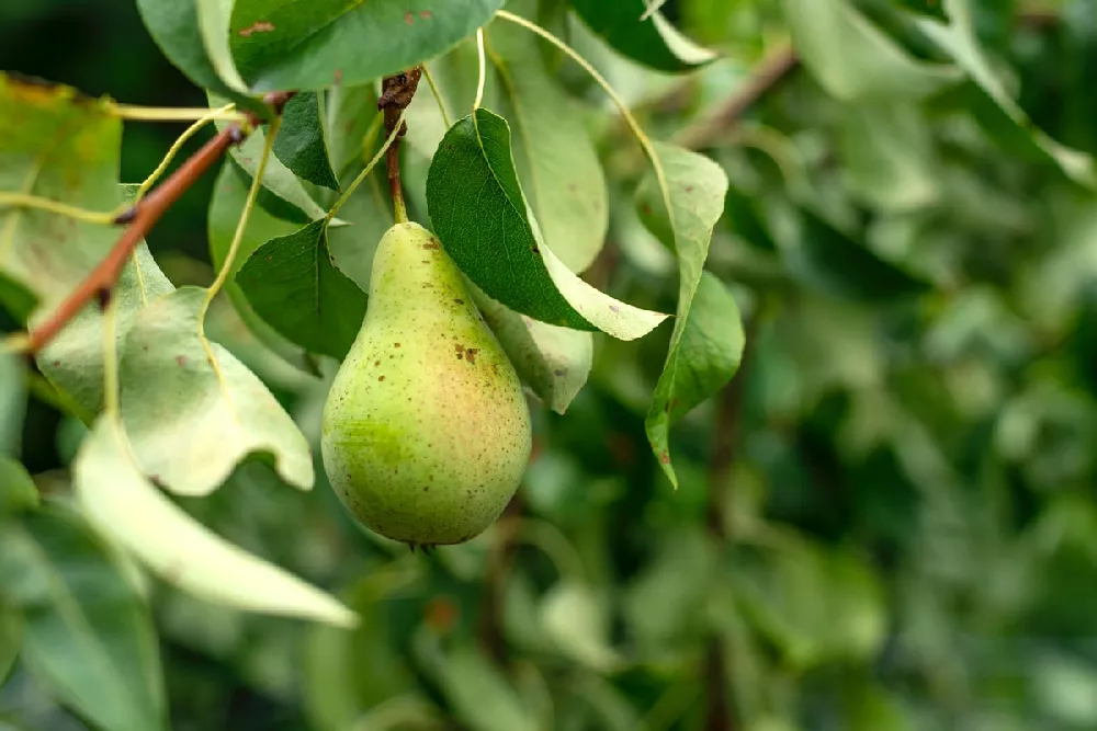 Golden Russet Bosc Pear Tree