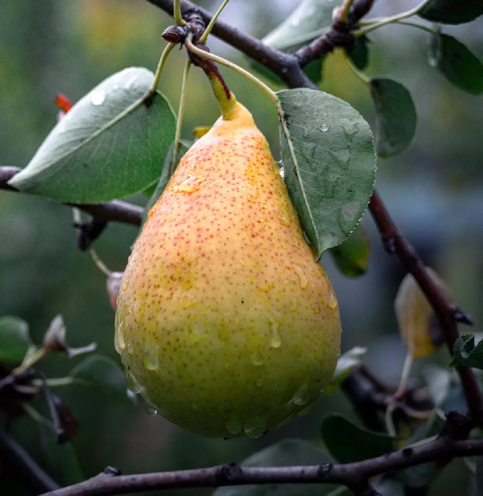 close-up Bartlett Pear