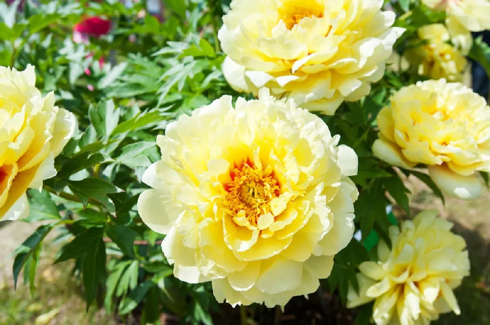 Bartzella Peony