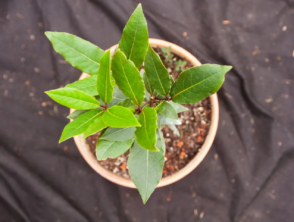 Bay Laurel Tree