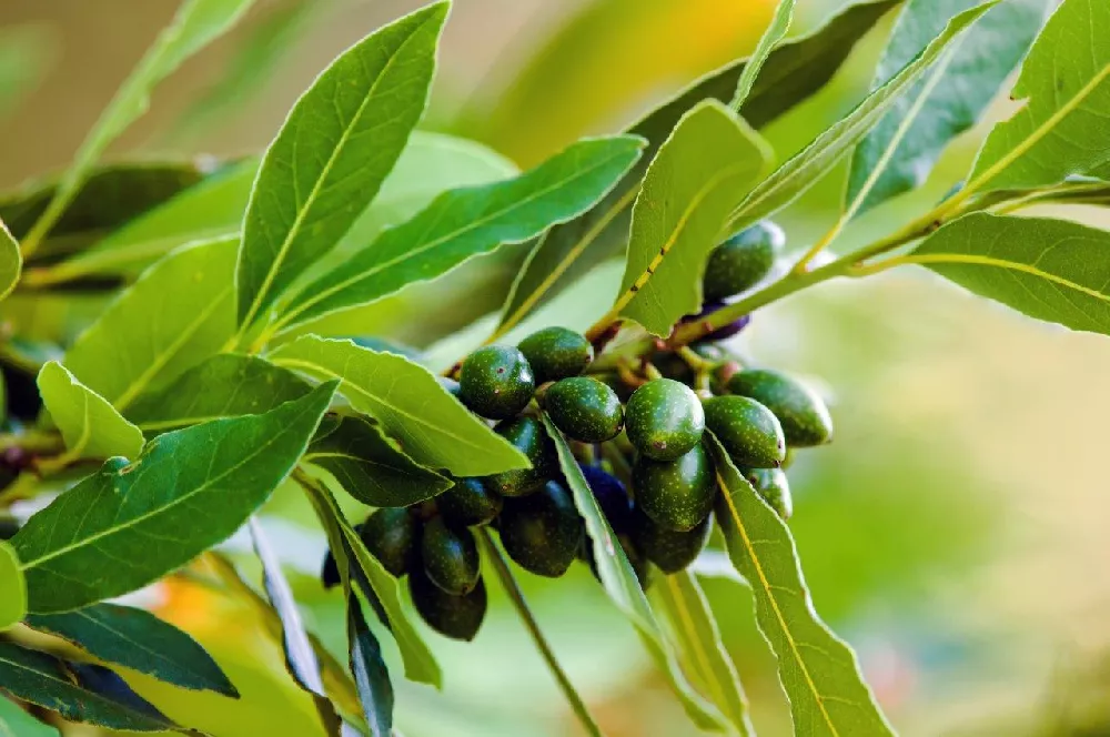 Bay Laurel Trees