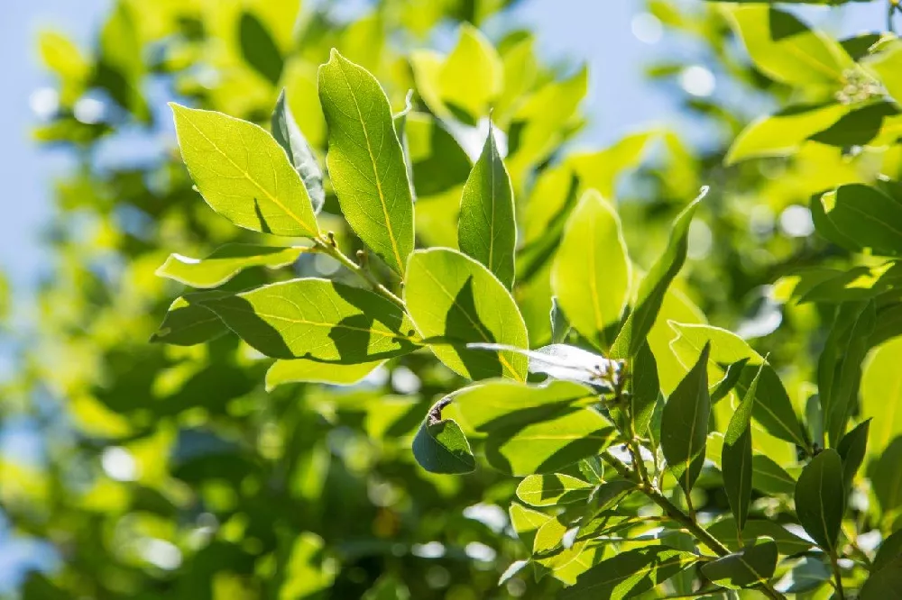 Bay Laurel Tree leaves