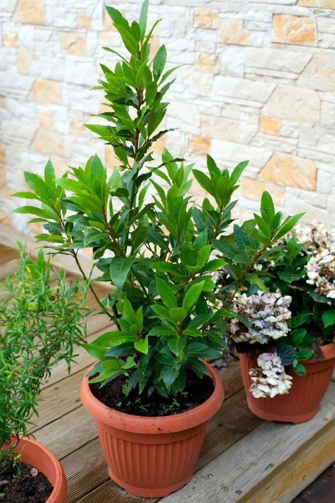 Potted Bay Laurel Tree