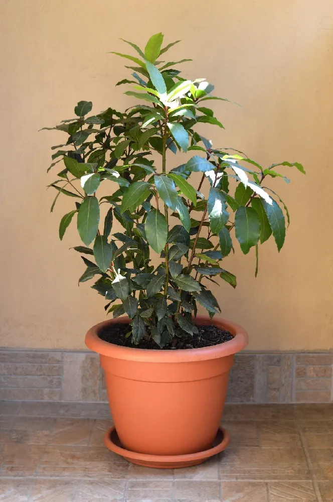 Bay Laurel Tree