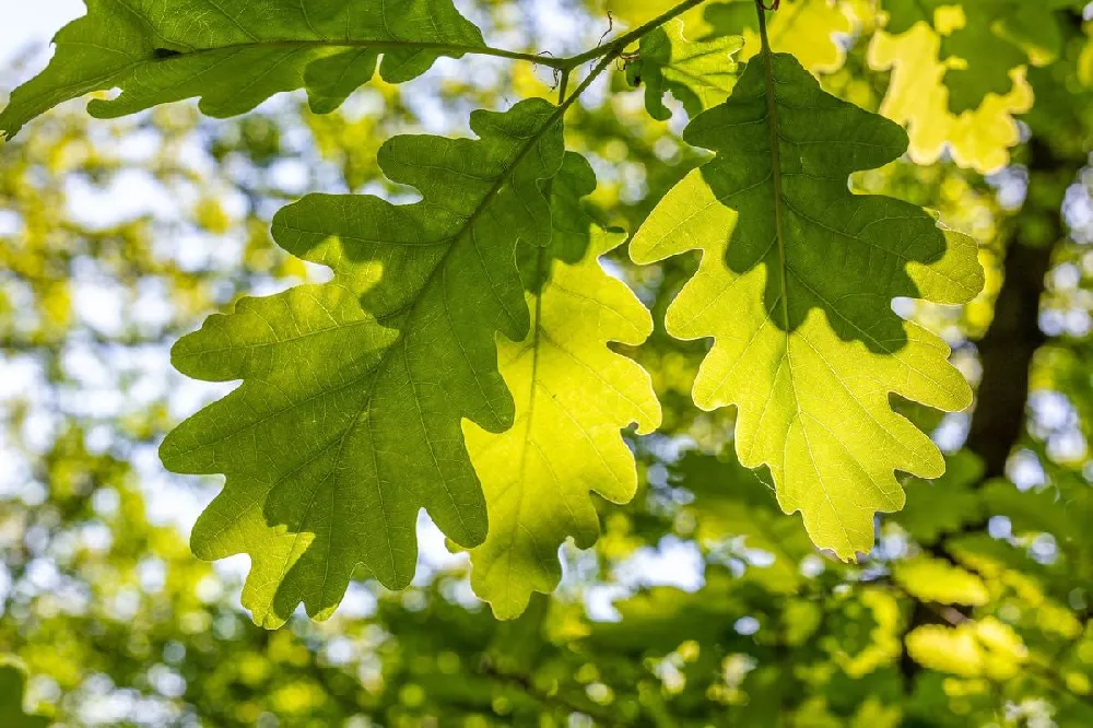 Beacon Swamp White Oak Tree