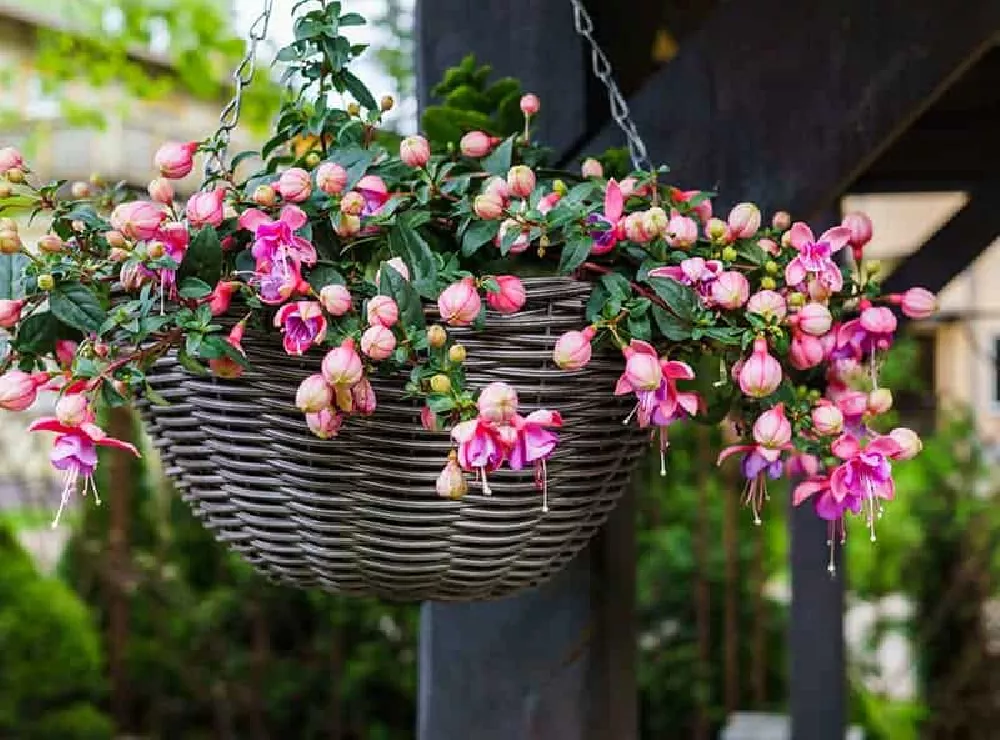 Fuchsia Plant in pot