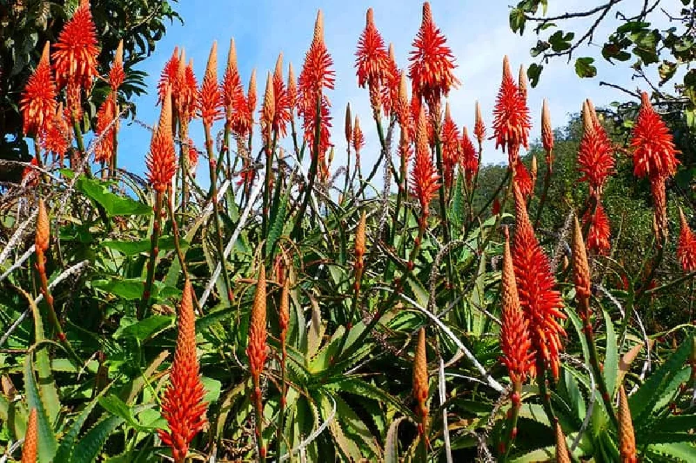 Torch Lily field