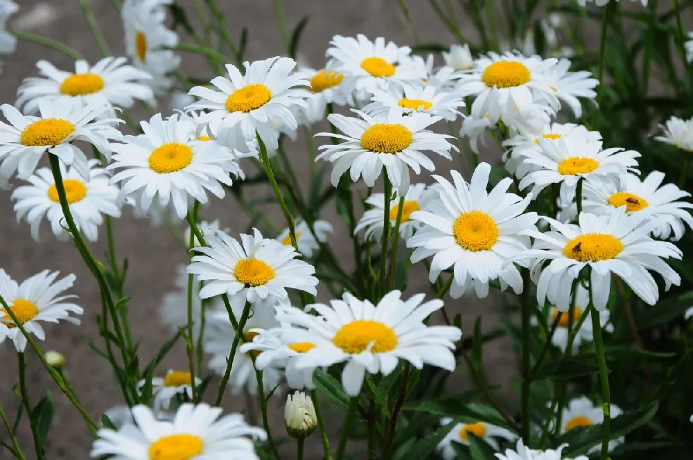 Becky Shasta Daisy