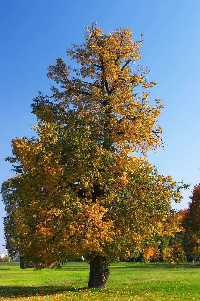 Beijing Gold Ginkgo Tree