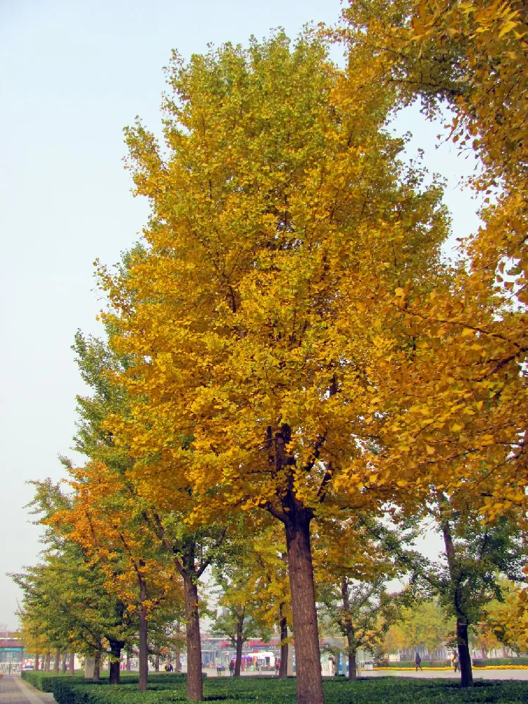 Beijing Gold Ginkgo Tree