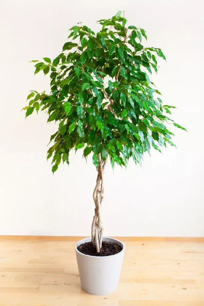 Potted Braided Benjamina Ficus Tree