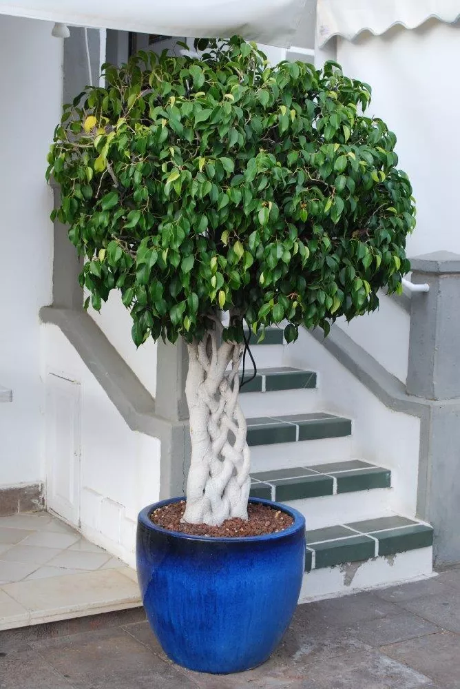 Braided Benjamina Ficus Tree