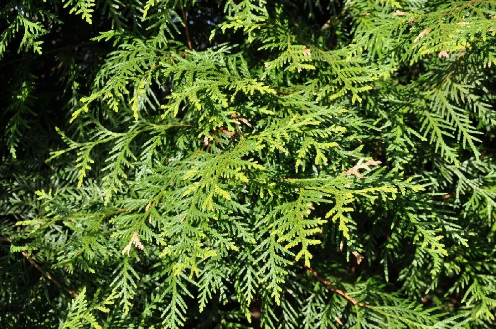 Berckmans Gold Arborvitae